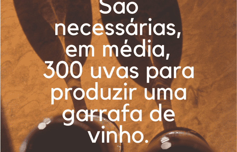 São necessárias, em média, 300 uvas para produzir uma garrafa de vinho.