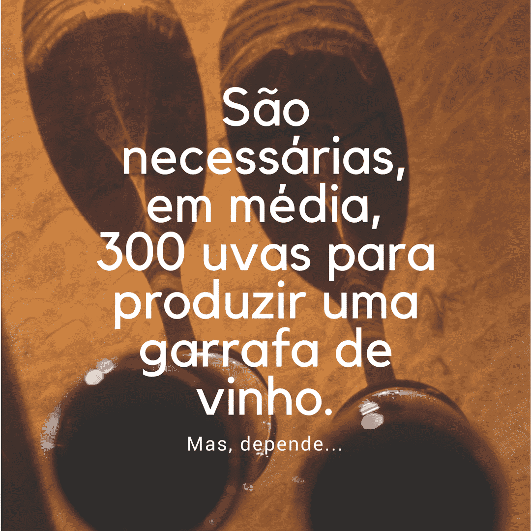 São necessárias, em média, 300 uvas para produzir uma garrafa de vinho.