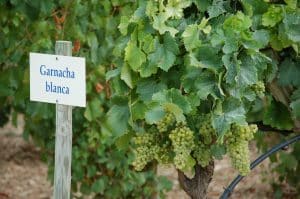 Videira uvas Garnacha Blanca - Espanha