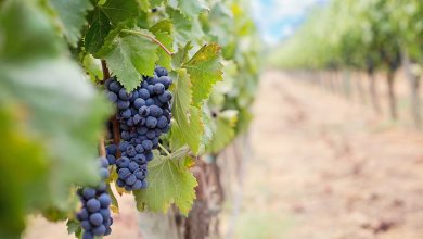 Vínicolas uvas vinho