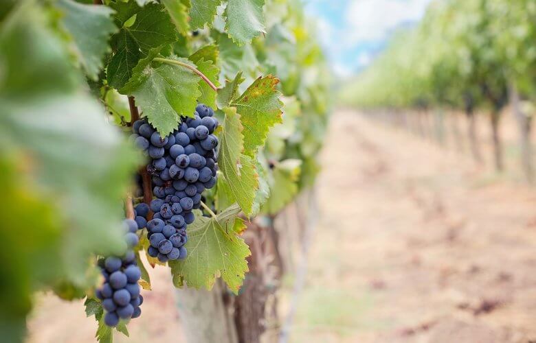 Vínicolas uvas vinho