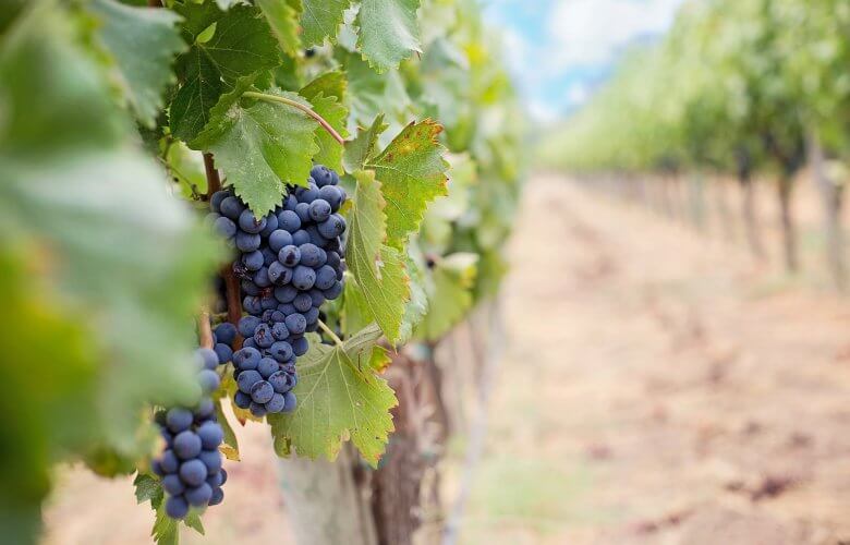 5 características que fazem do vinho a bebida perfeita 3 Vínicolas uvas vinho
