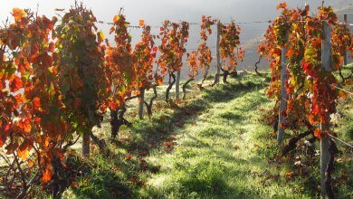vinhos portugal vinhedo vale douro