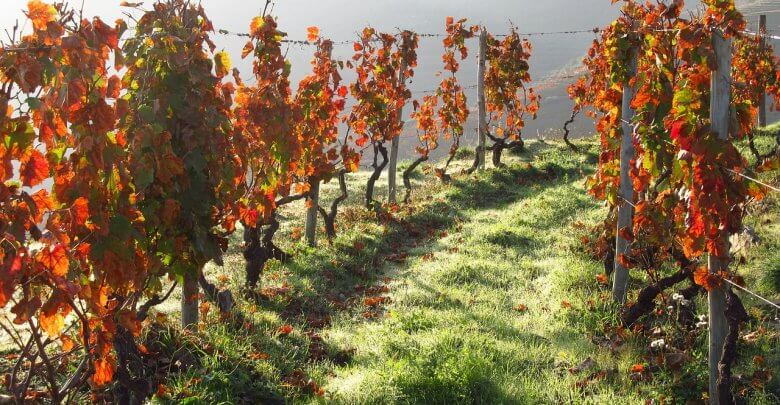 vinhos portugal vinhedo vale douro