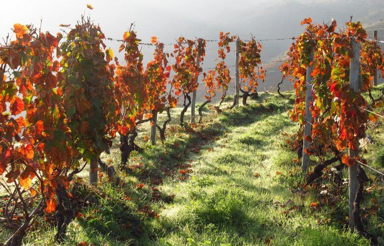 Saiba quem são os maiores consumidores de vinho do mundo 5 vinhos portugal vinhedo vale douro