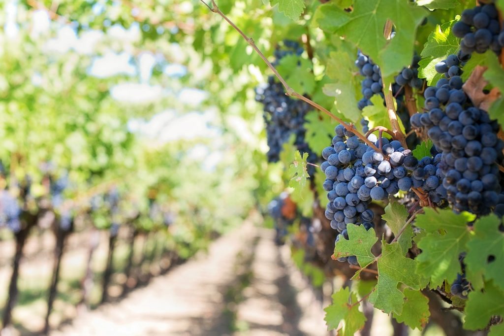 O Lambrusco se origina de uma cepa bastante vigorosa.