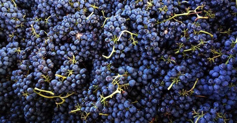 Shiraz ou Syrah: que uva é essa? 1