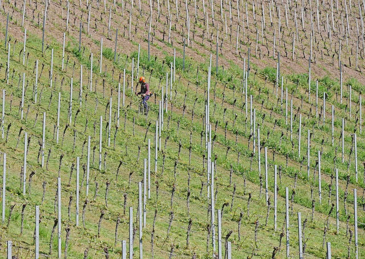 Etapas da produção do vinho - Colheita