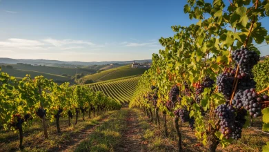 Guia de Vinhos Portugueses: Top 7 Escolhas em 2026